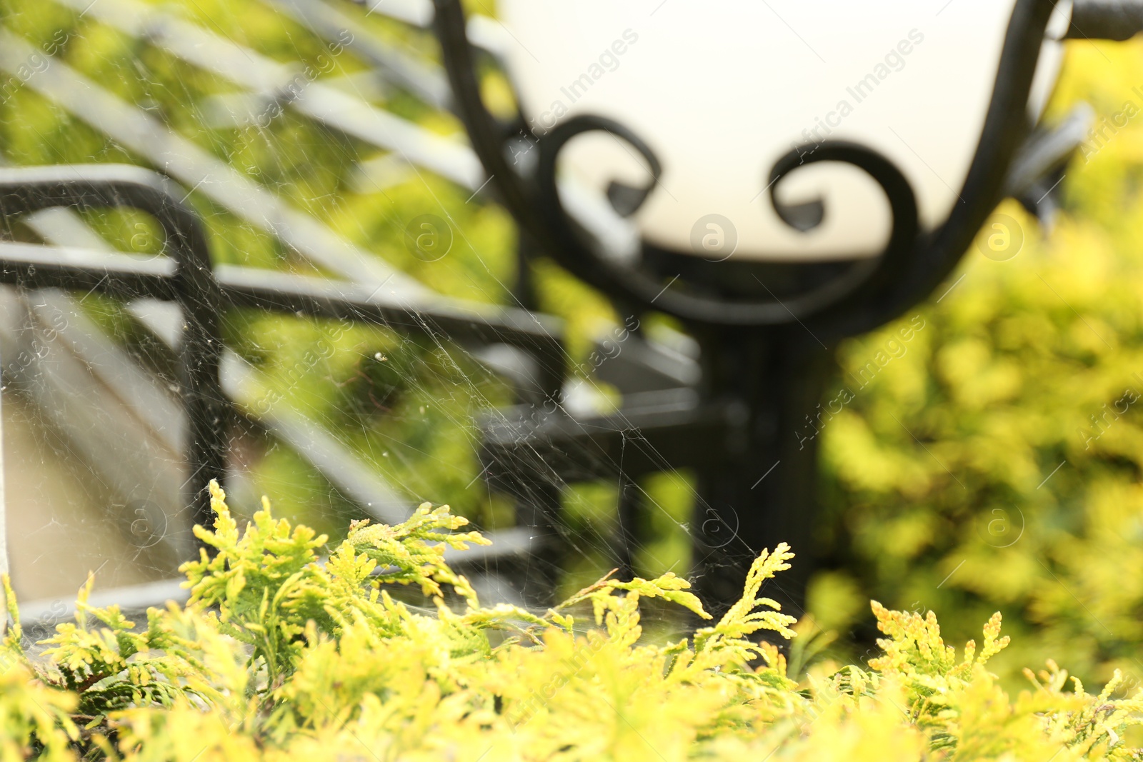 Photo of Cobweb on green thuja shrub outdoors, closeup