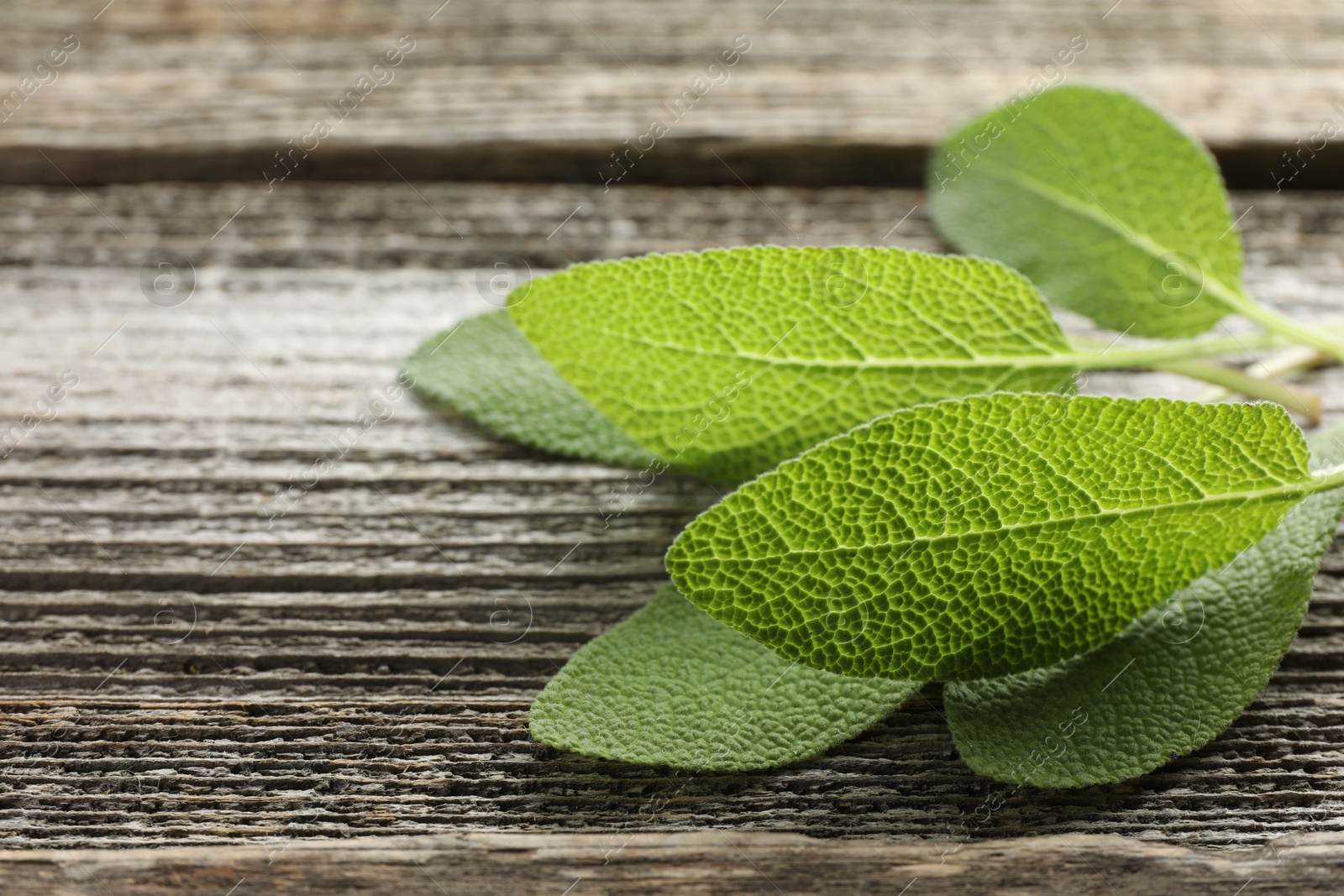 Photo of Fresh sage leaves on wooden table, closeup. Space for text