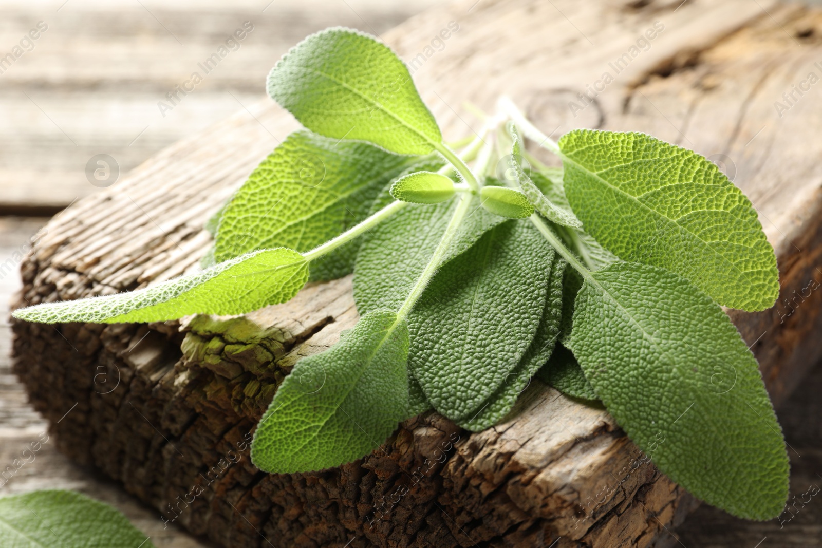 Photo of Many fresh sage leaves on wood, closeup