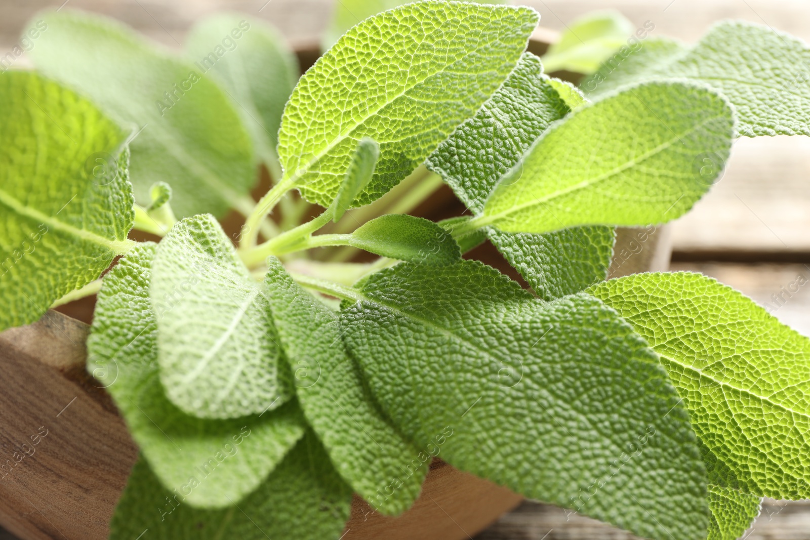 Photo of Fresh sage leaves in wooden bowl, closeup