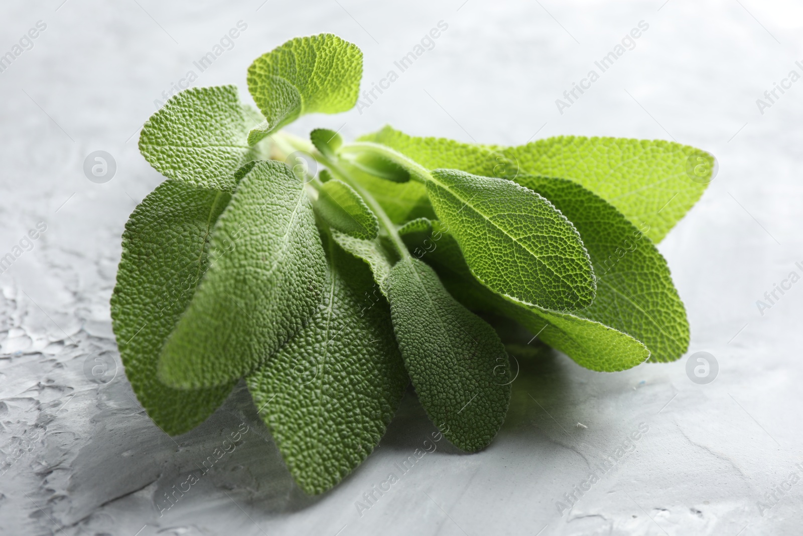 Photo of Fresh sage leaves on gray textured table, closeup