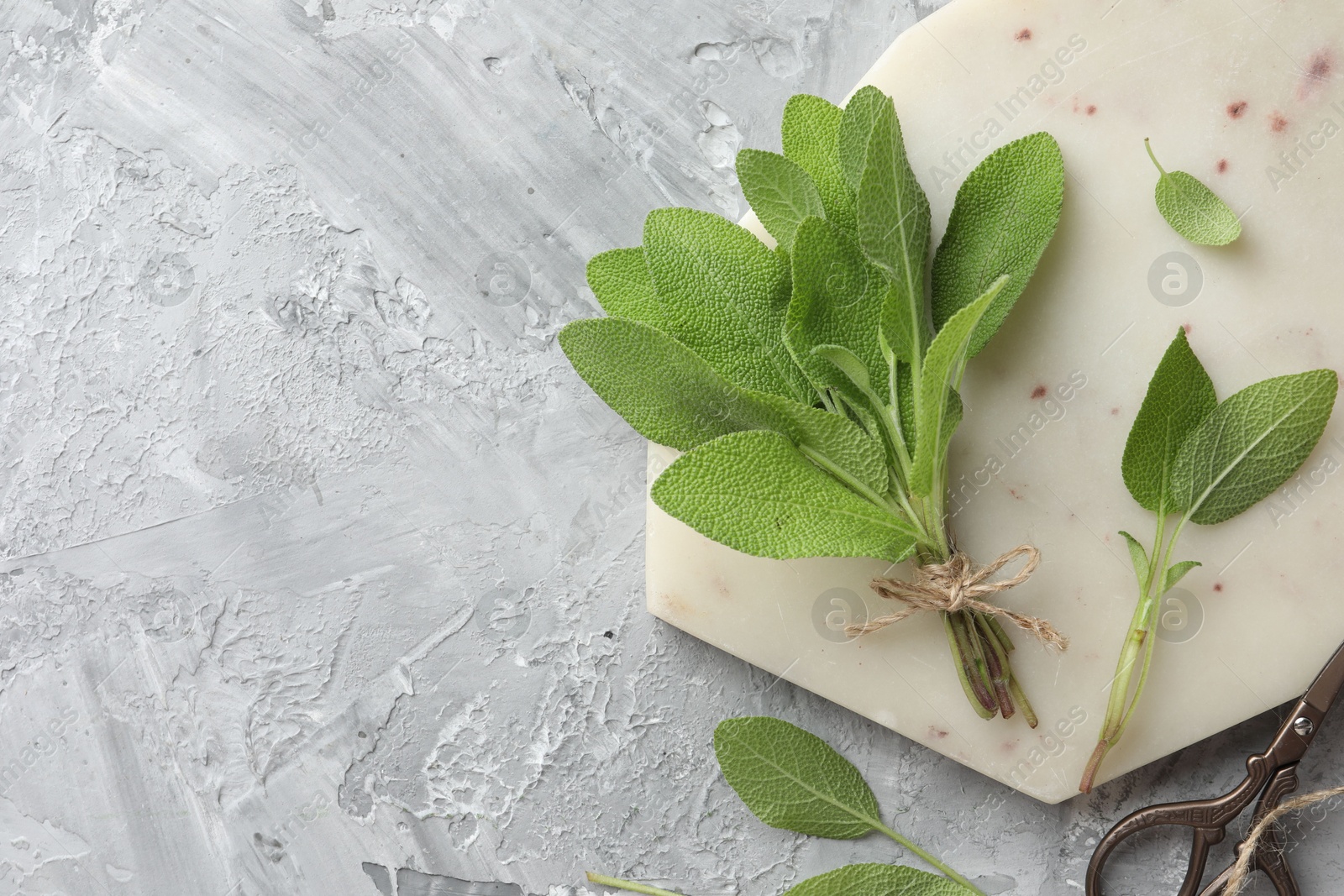 Photo of Bunch of fresh sage leaves and scissors on gray textured table, flat lay. Space for text