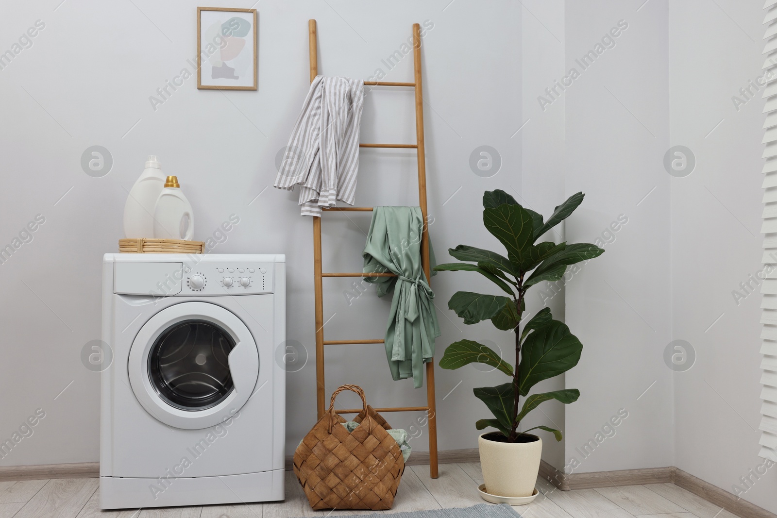 Photo of Washing machine, detergents, houseplant and ladder in laundry room