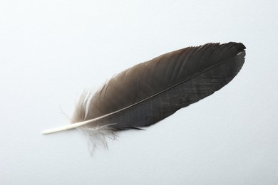 One black feather on light background, top view