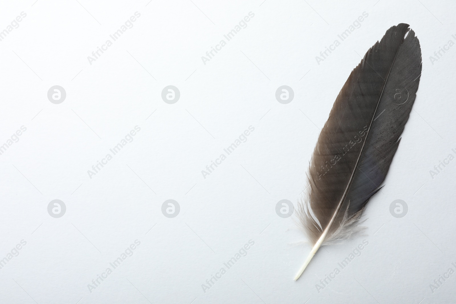 Photo of One black feather on light background, top view. Space for text