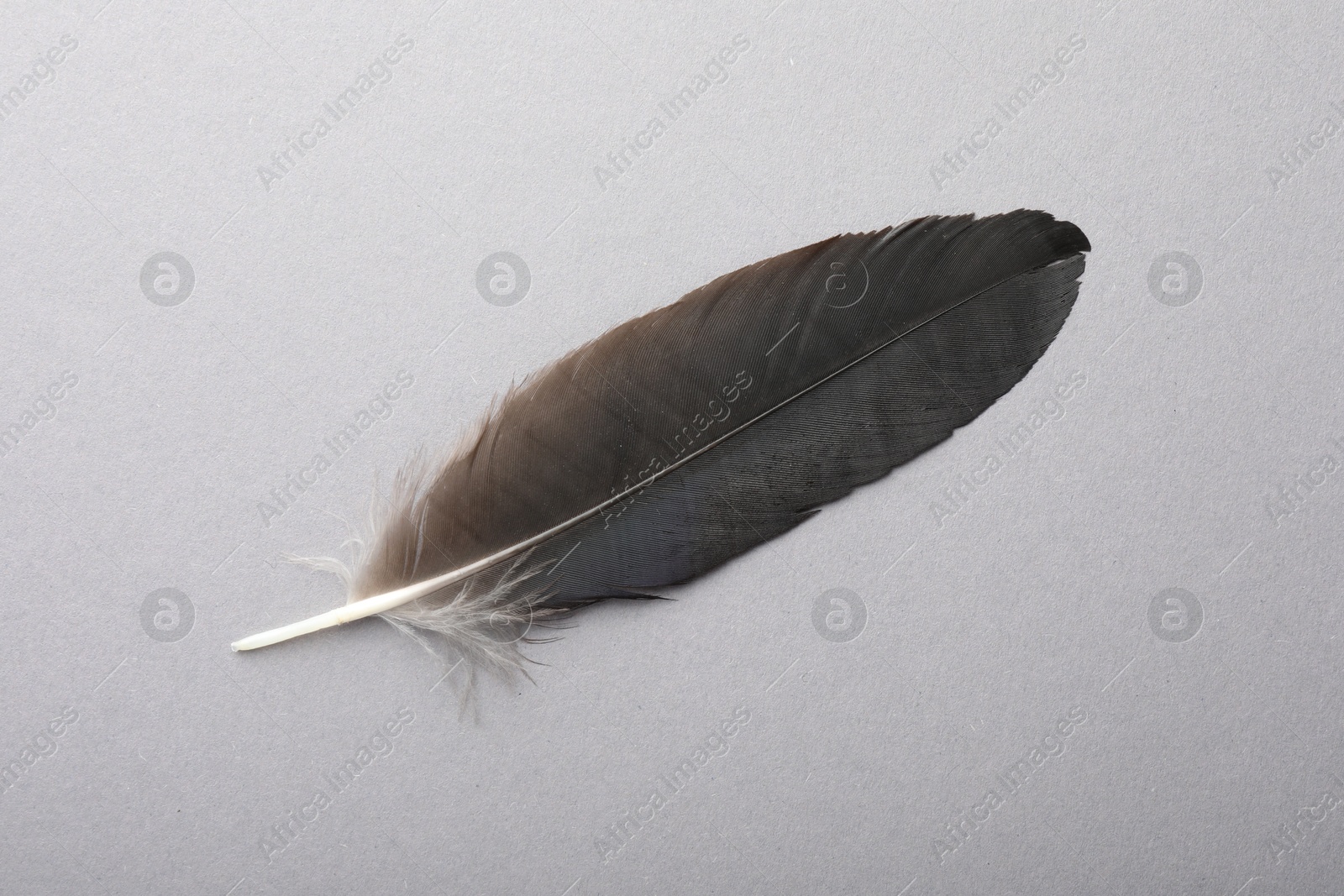 Photo of One black feather on grey background, top view