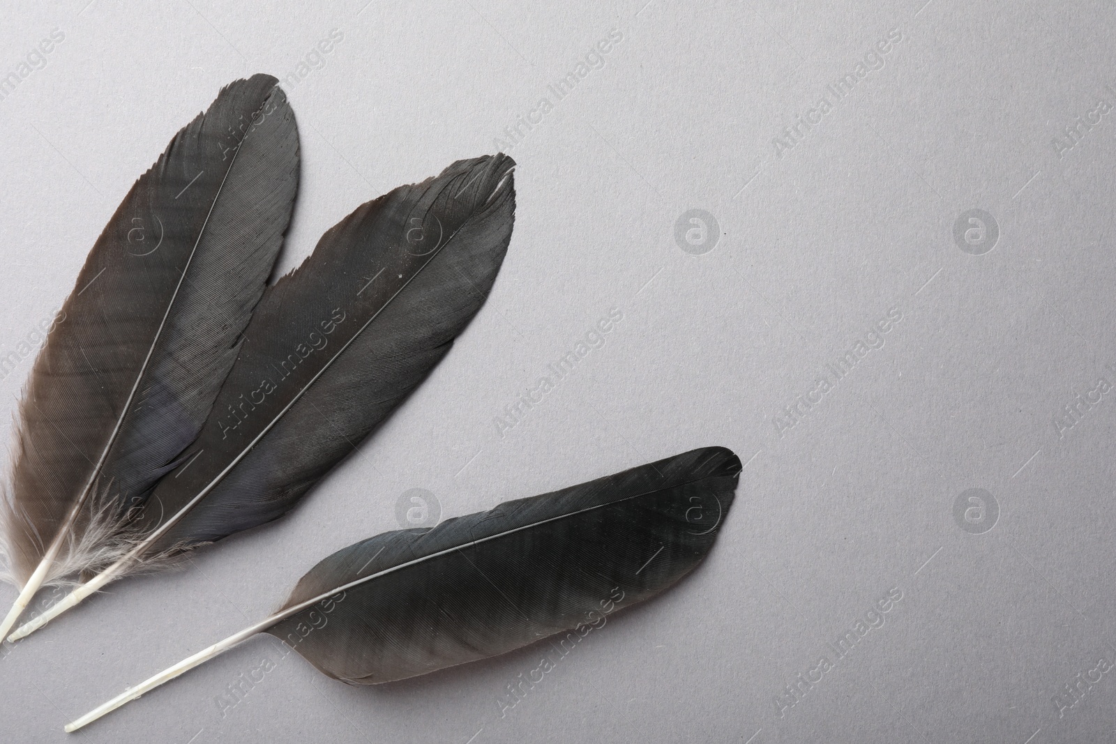 Photo of Black feathers on grey background, top view. Space for text