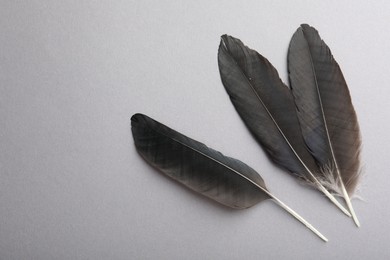 Photo of Black feathers on grey background, top view. Space for text