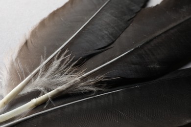 Beautiful black feathers on light background, closeup