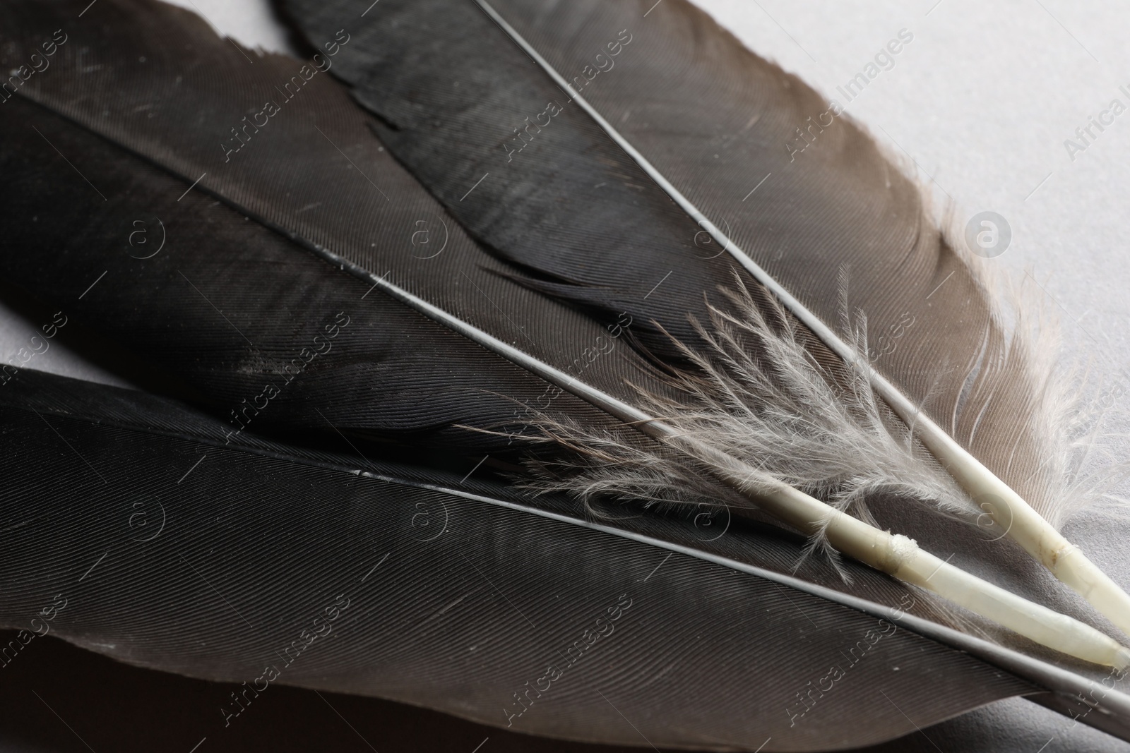 Photo of Beautiful black feathers on light background, closeup