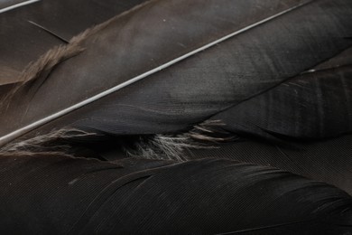 Beautiful black feathers as background, above view