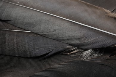 Beautiful black feathers as background, above view