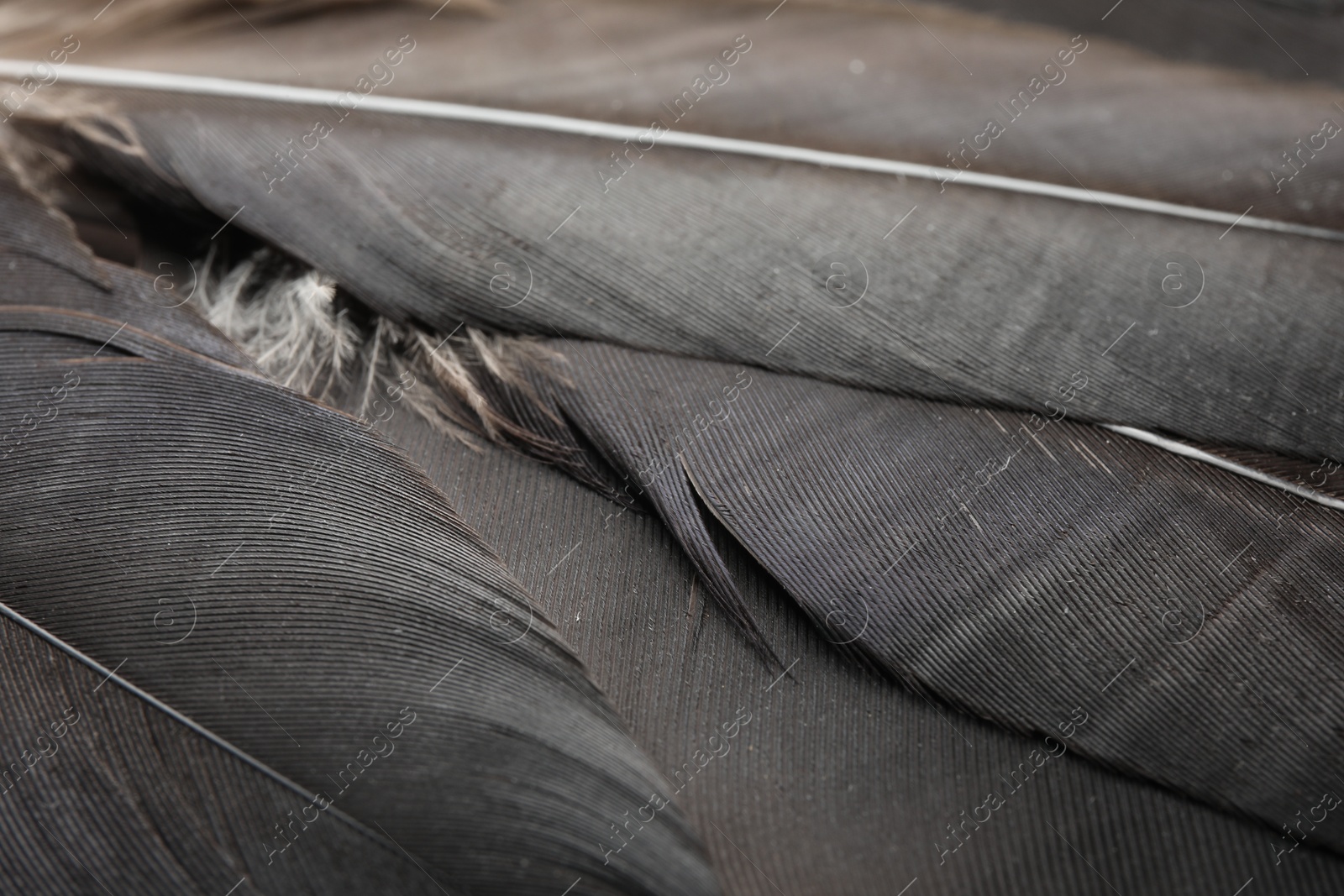 Photo of Beautiful black feathers as background, closeup view