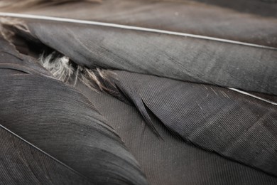 Photo of Beautiful black feathers as background, closeup view