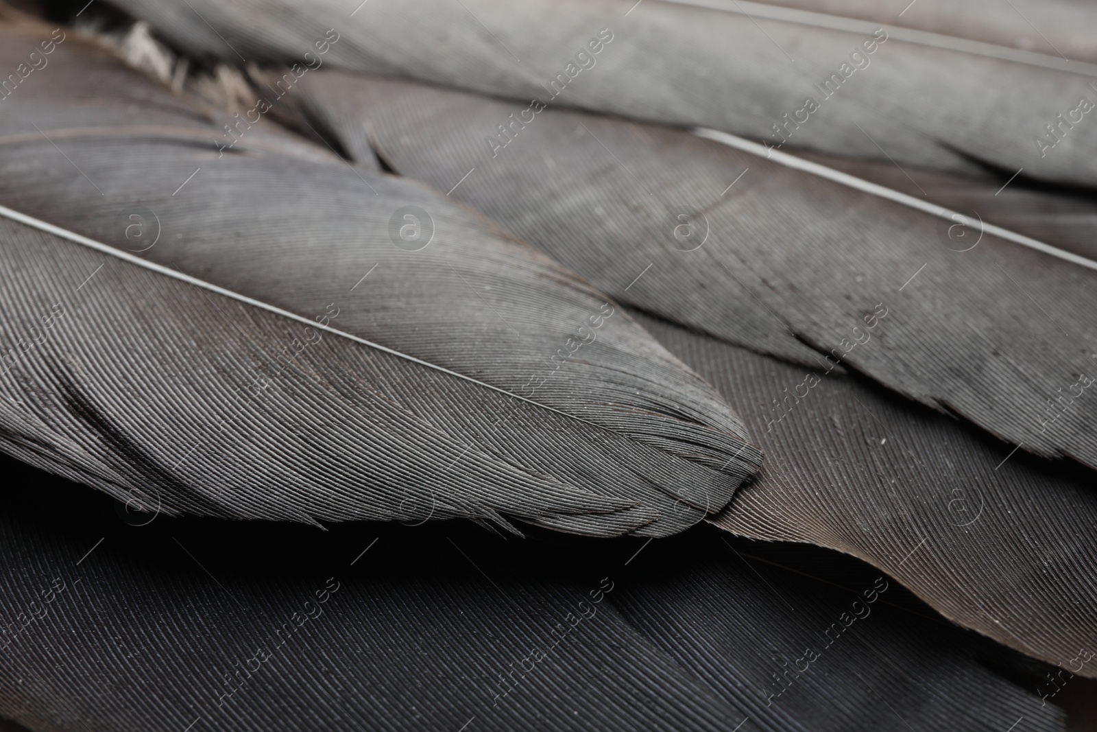 Photo of Beautiful black feathers as background, closeup view