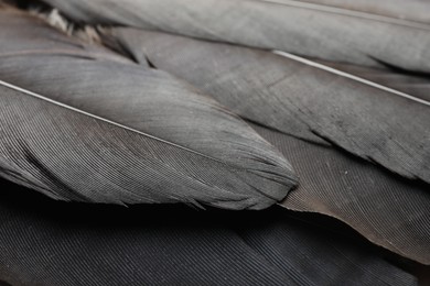 Photo of Beautiful black feathers as background, closeup view