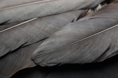 Beautiful black feathers as background, closeup view