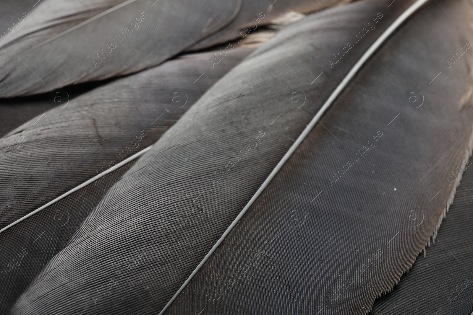 Photo of Beautiful black feathers as background, closeup view