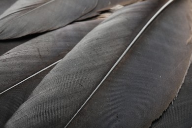 Beautiful black feathers as background, closeup view