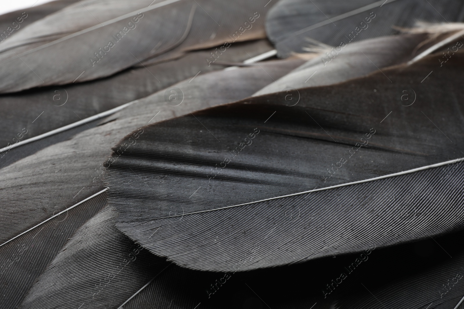 Photo of Beautiful black feathers as background, closeup view