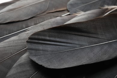 Beautiful black feathers as background, closeup view