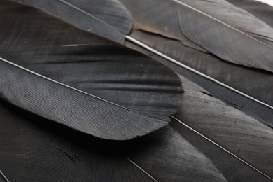 Beautiful black feathers as background, closeup view