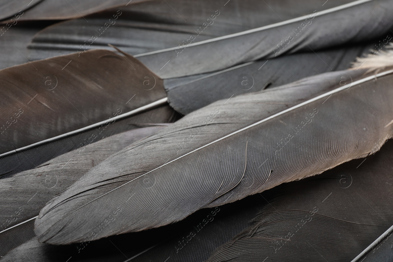 Photo of Beautiful black feathers as background, closeup view