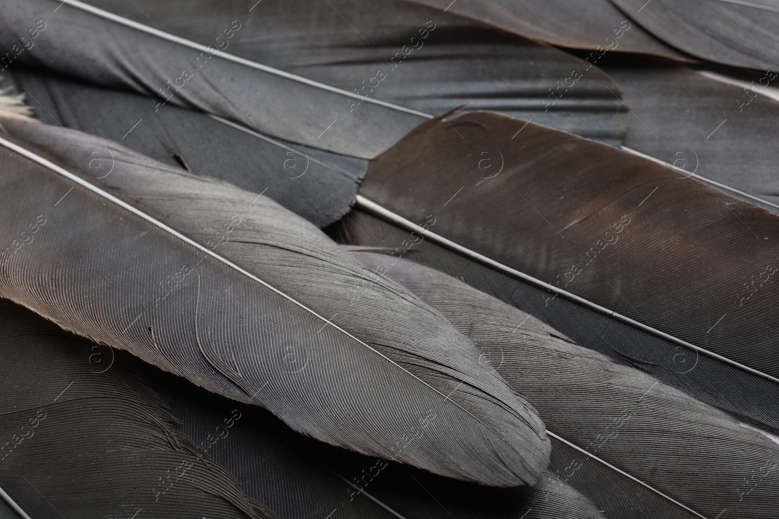 Photo of Beautiful black feathers as background, closeup view