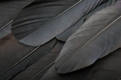 Photo of Beautiful black feathers as background, top view