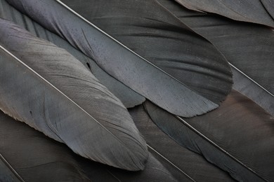 Beautiful black feathers as background, top view