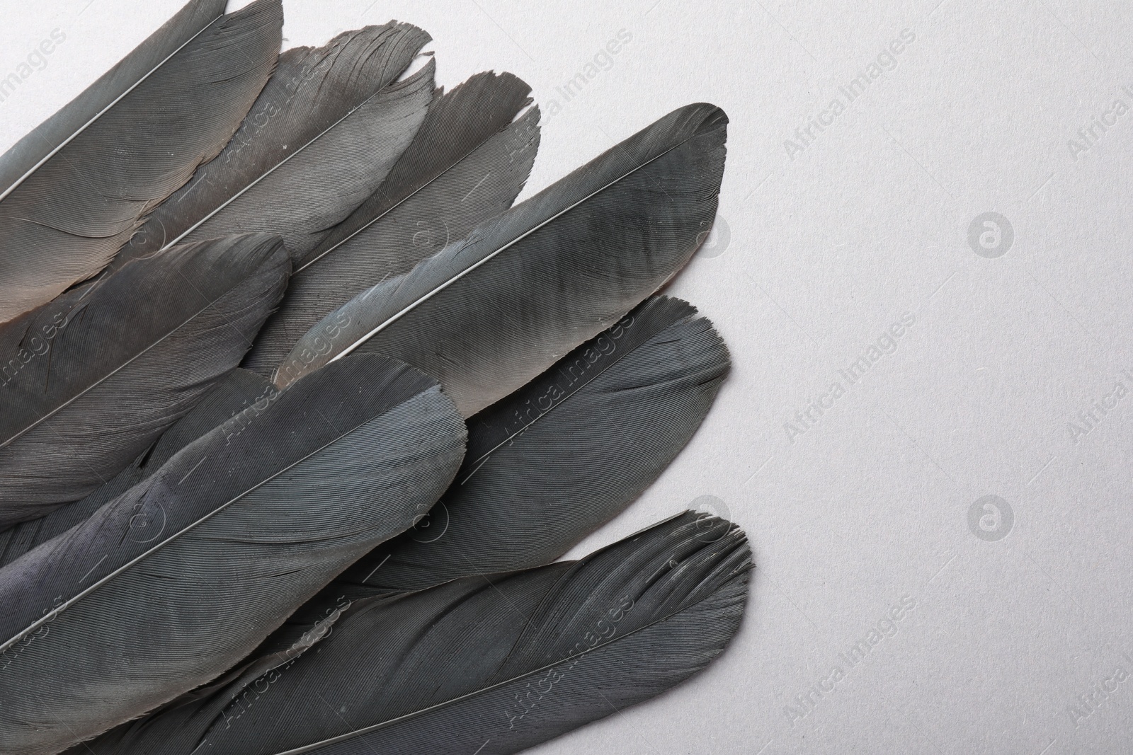 Photo of Black feathers on light background, top view. Space for text