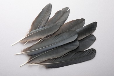 Black feathers on light background, top view