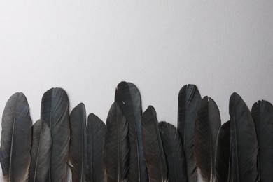 Black feathers on light background, flat lay. Space for text