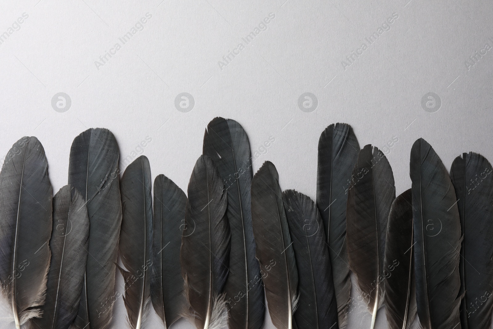 Photo of Black feathers on light background, flat lay. Space for text