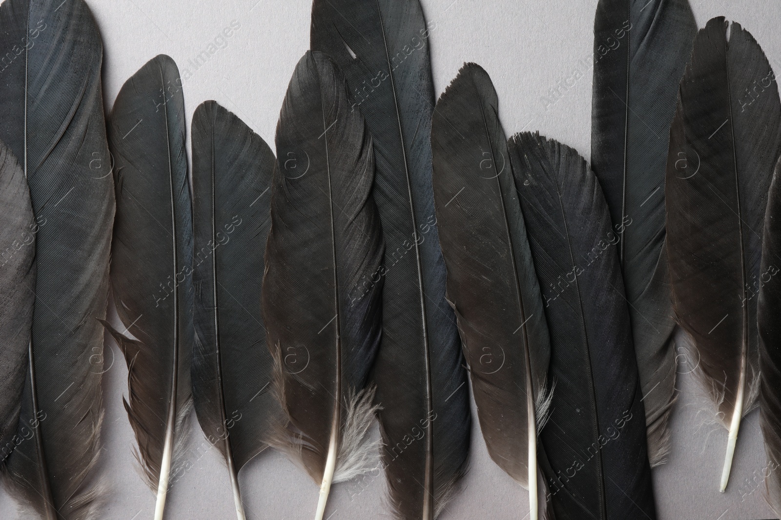 Photo of Black feathers on light background, flat lay