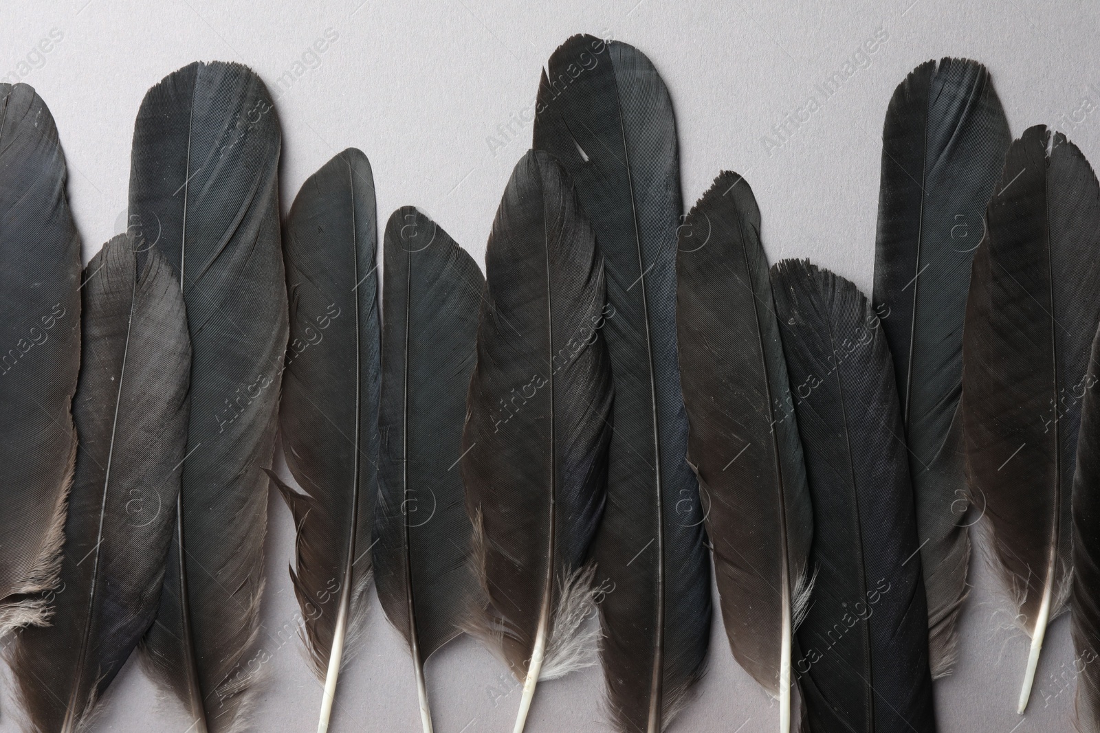 Photo of Black feathers on light background, flat lay