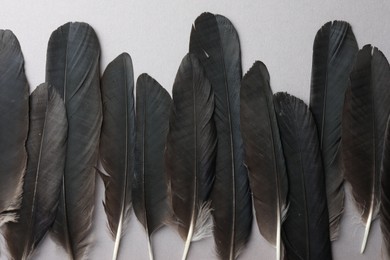 Black feathers on light background, flat lay