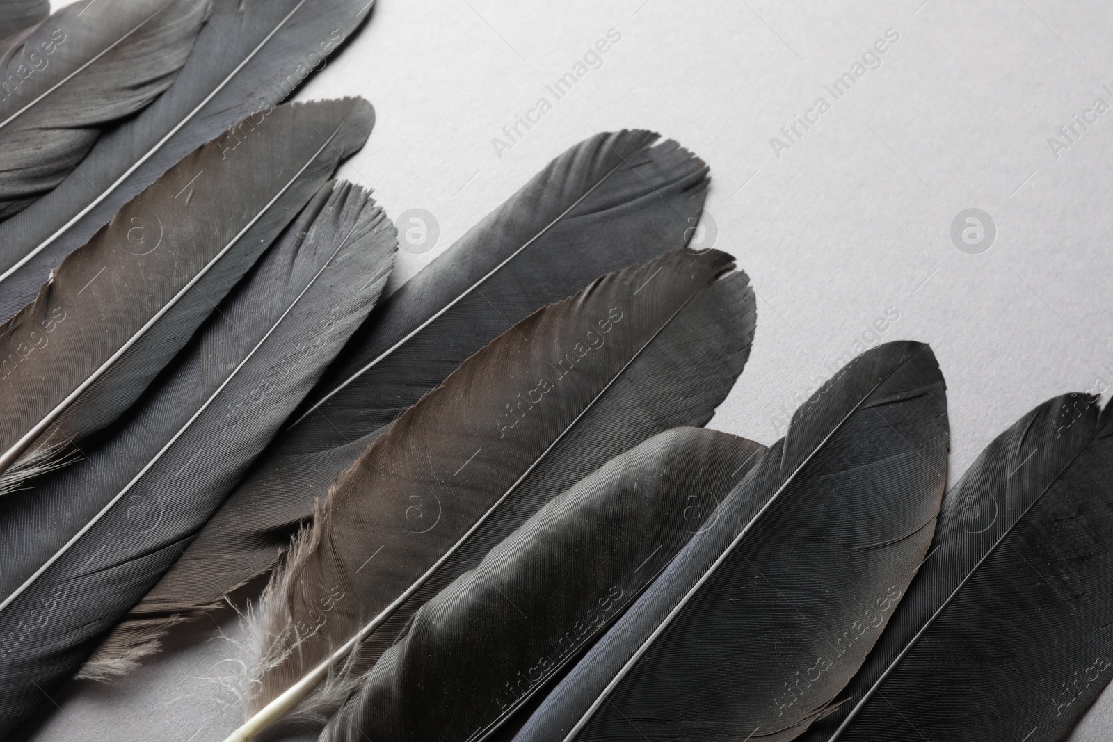 Photo of Black feathers on light background, above view