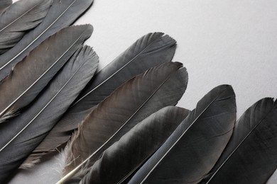 Black feathers on light background, above view