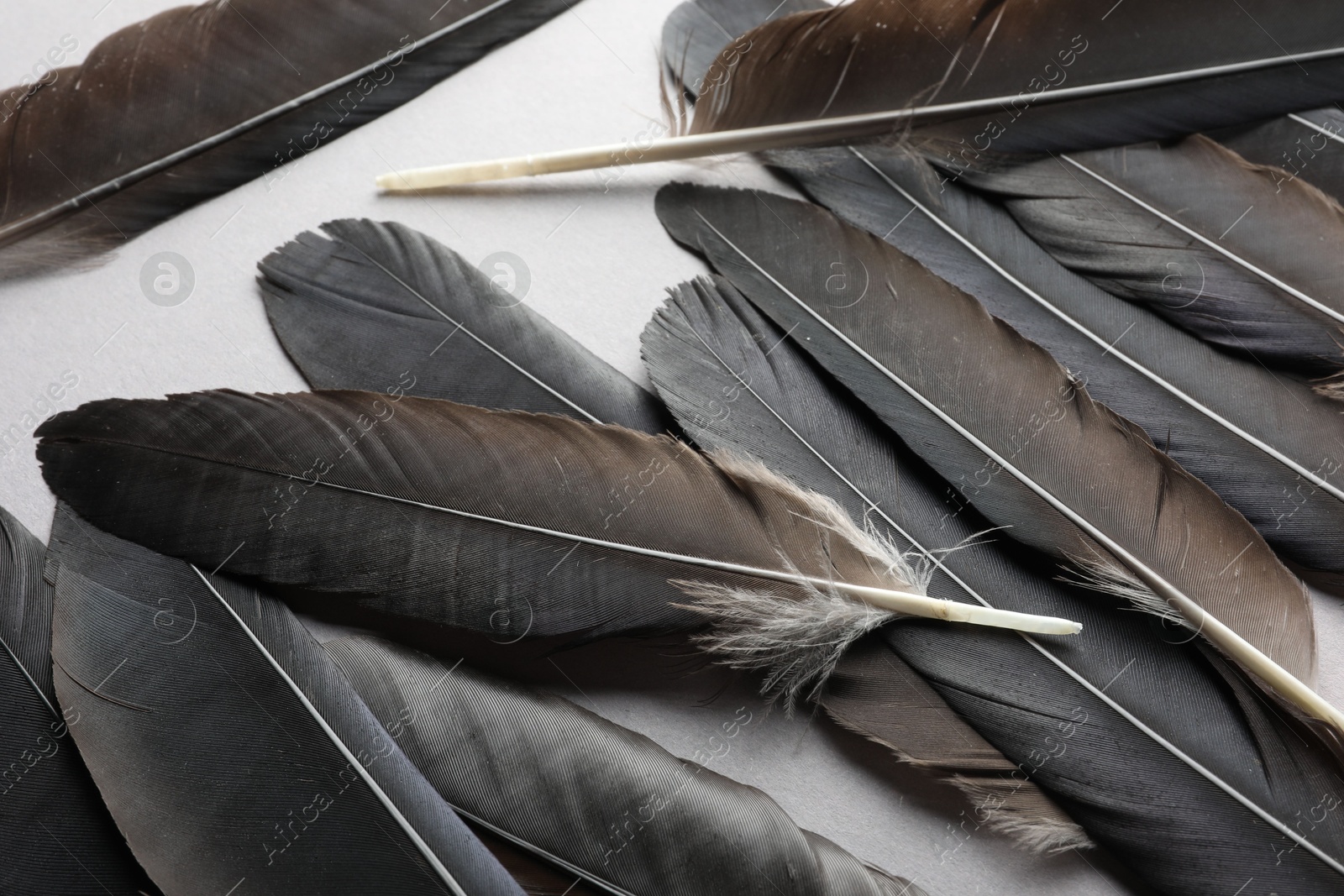 Photo of Black feathers on light background, above view