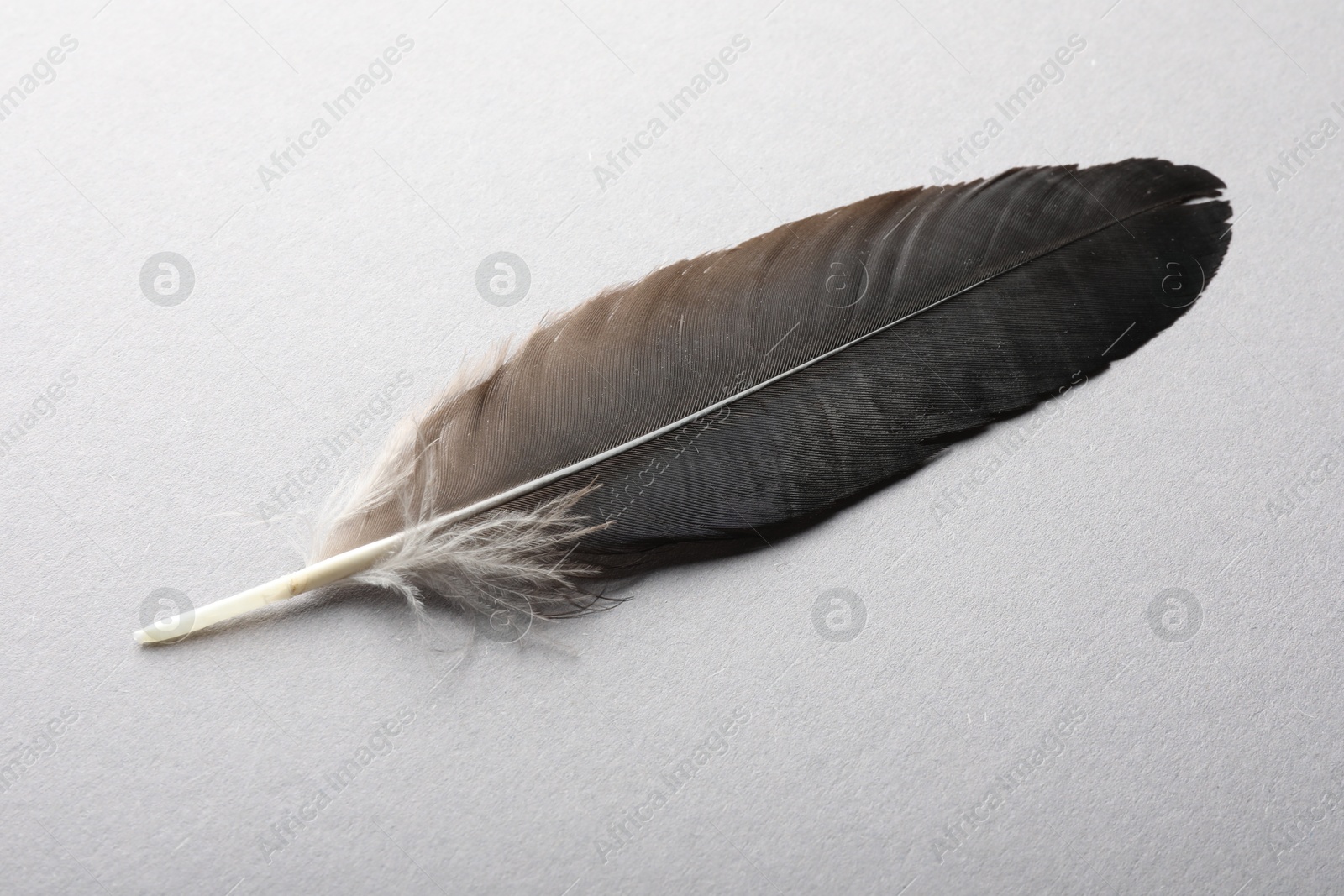 Photo of One beautiful feather on grey background, top view