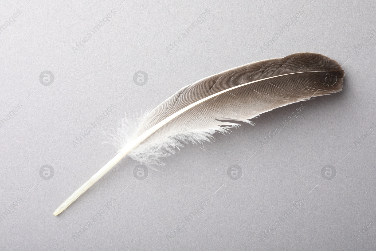 Photo of One beautiful feather on grey background, top view