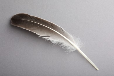 Photo of One beautiful feather on grey background, top view