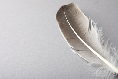 One beautiful feather on grey background, closeup. Space for text