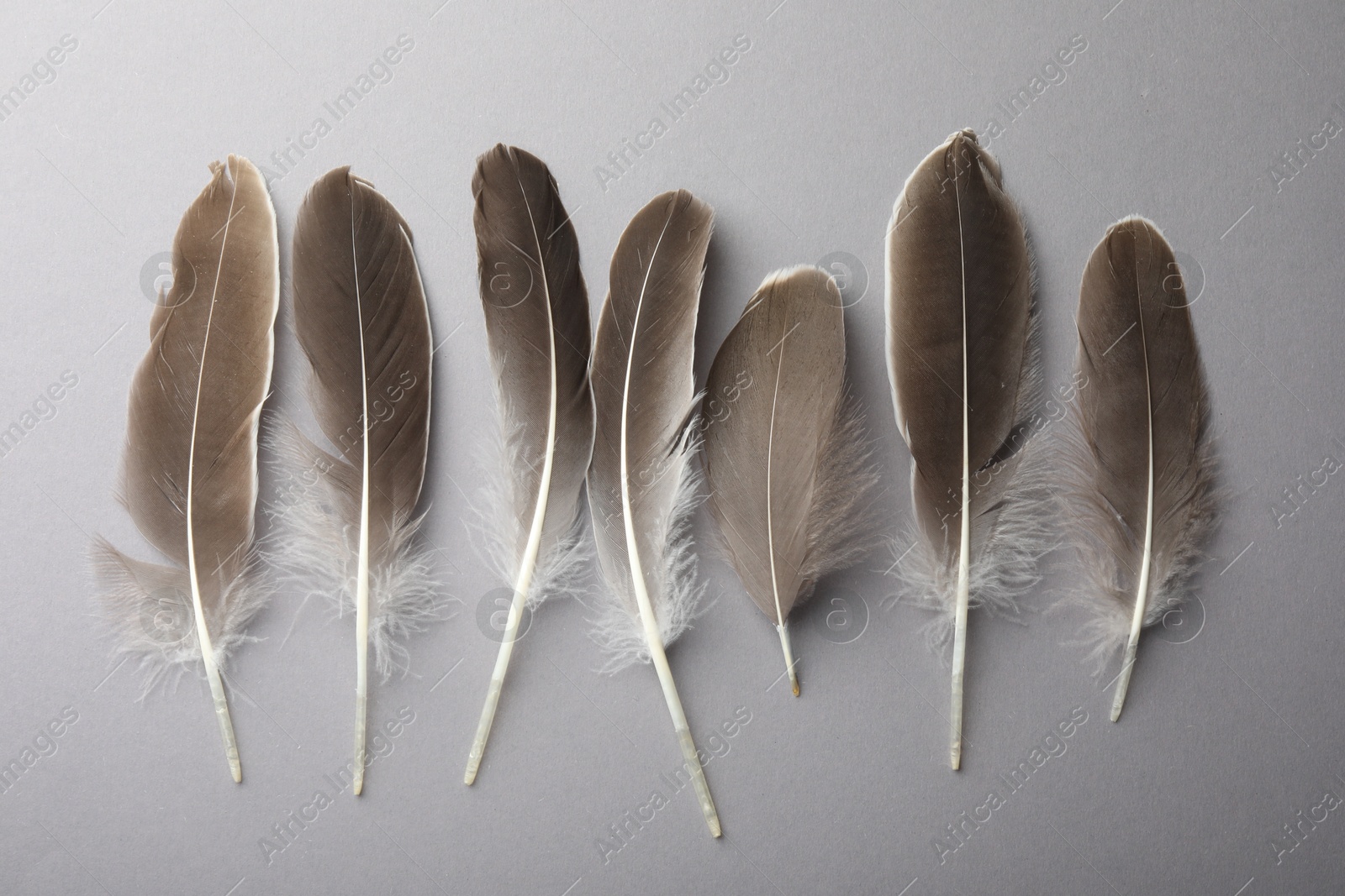 Photo of Beautiful feathers on grey background, flat lay