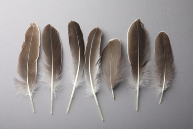 Beautiful feathers on grey background, flat lay