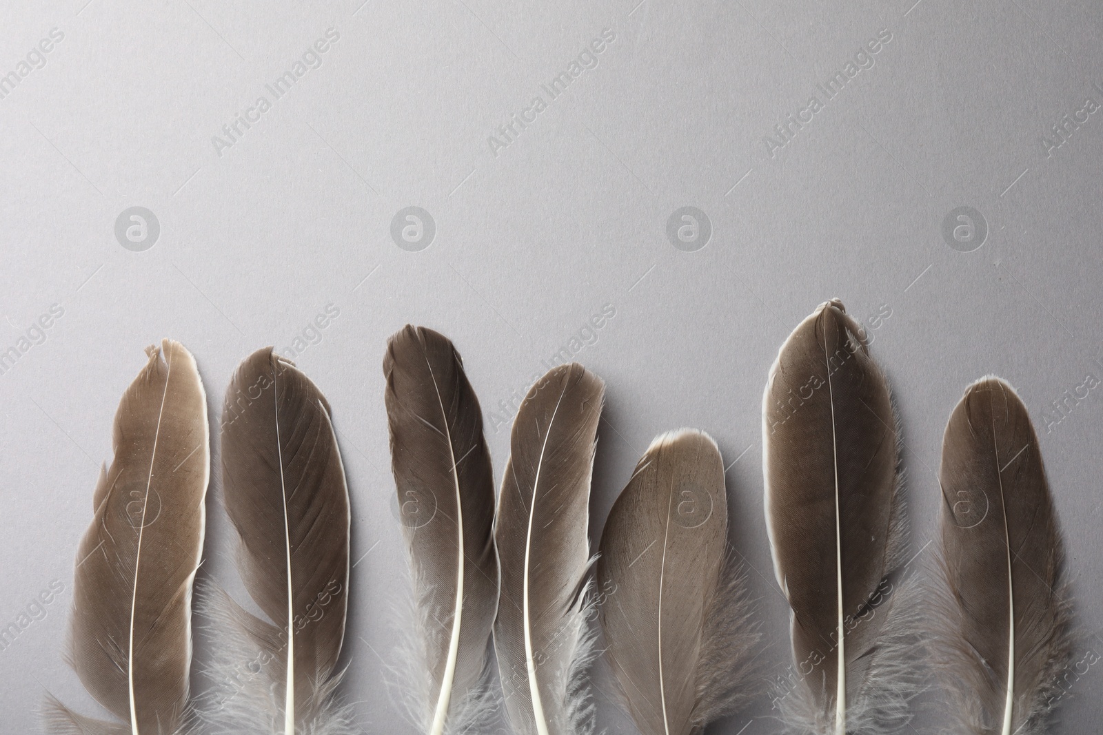 Photo of Beautiful feathers on grey background, flat lay. Space for text