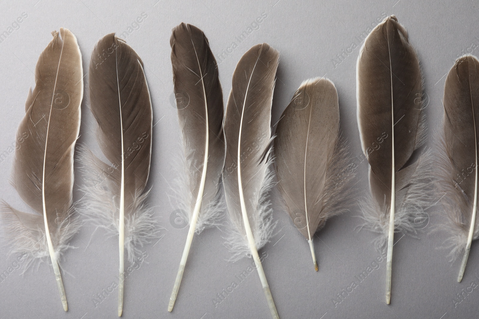 Photo of Beautiful feathers on grey background, flat lay