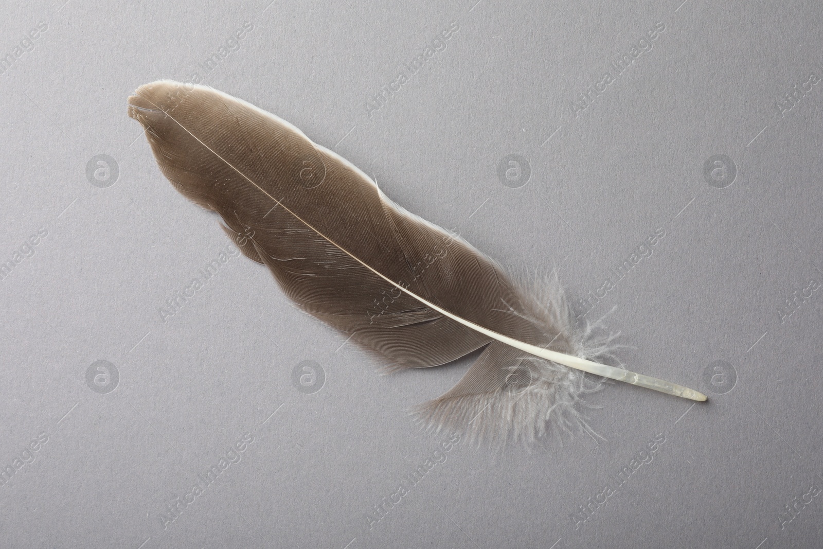 Photo of One beautiful feather on grey background, top view