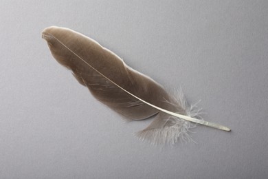 One beautiful feather on grey background, top view